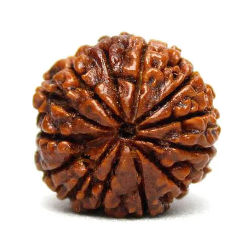 13 Face Rudraksha | Terah Mukhi Rudraksha