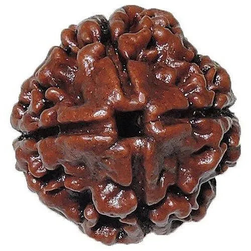 4 Face Rudraksha | Chaar Mukhi Rudraksha