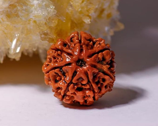 7 Face Rudraksha | Saat Mukhi Rudraksha