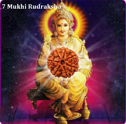 7 Face Rudraksha | Saat Mukhi Rudraksha