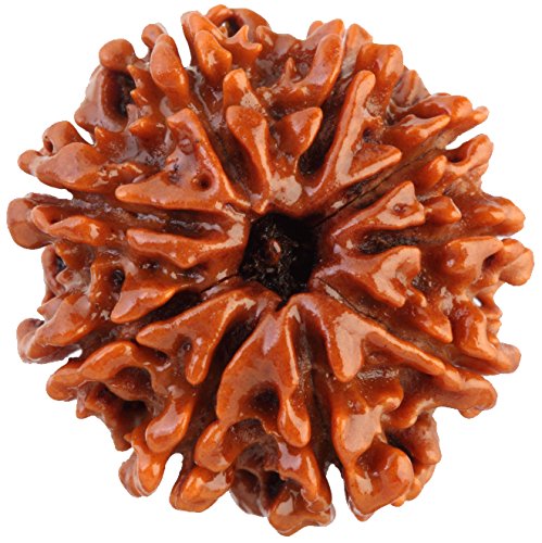 9 Face Rudraksha | Nau Mukhi Rudraksha
