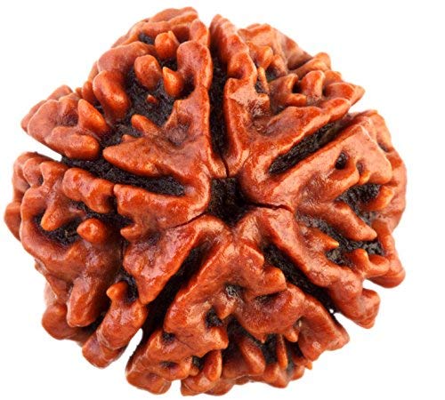 5 Face Rudraksha | Panch Mukhi Rudraksha