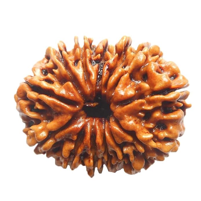 14 Face Rudraksha | Chaudah Mukhi Rudraksha