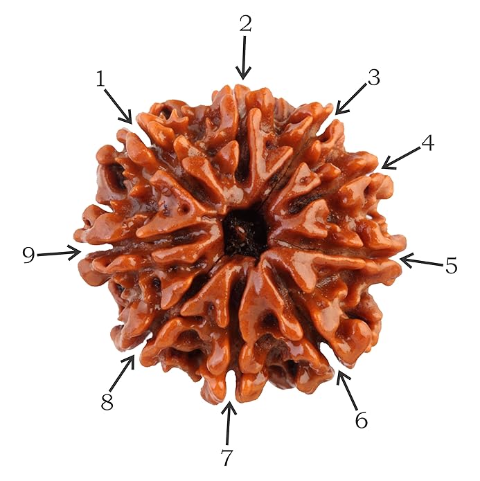 9 Face Rudraksha | Nau Mukhi Rudraksha