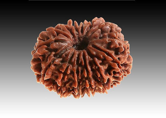 14 Face Rudraksha | Chaudah Mukhi Rudraksha