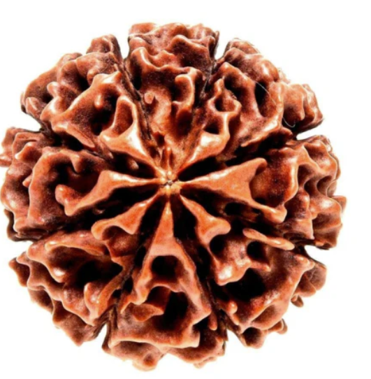 8 Face Rudraksha | Aath Mukhi Rudraksha