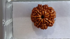 8 Face Rudraksha | Aath Mukhi Rudraksha