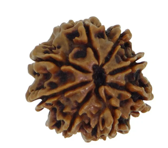 8 Face Rudraksha | Aath Mukhi Rudraksha