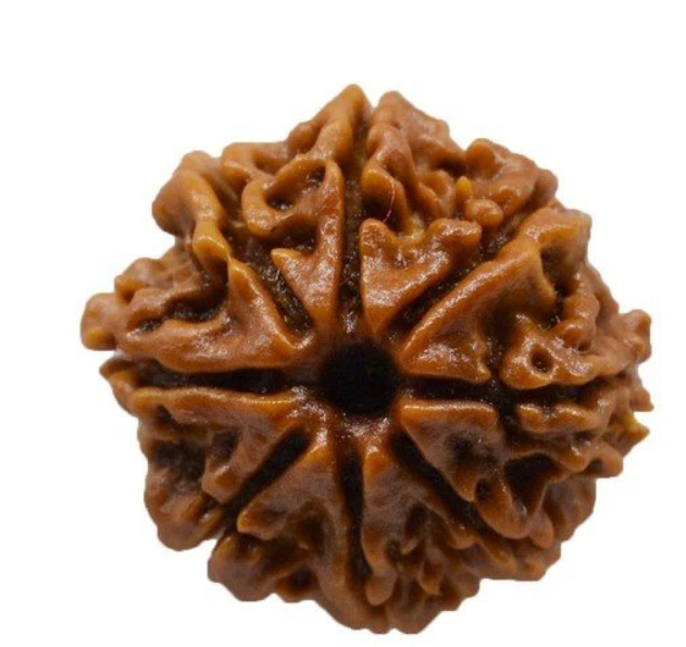 8 Face Rudraksha | Aath Mukhi Rudraksha