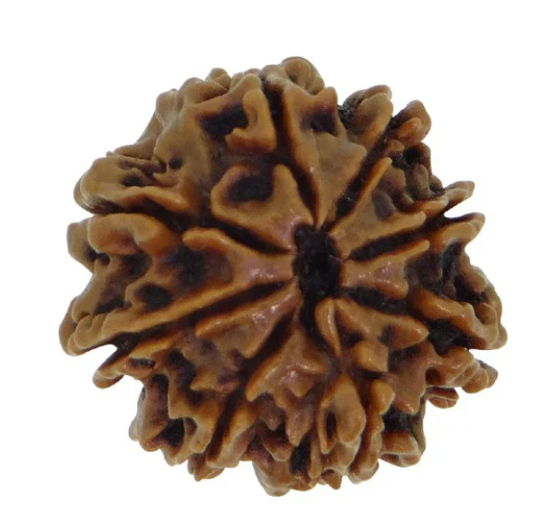 8 Face Rudraksha | Aath Mukhi Rudraksha