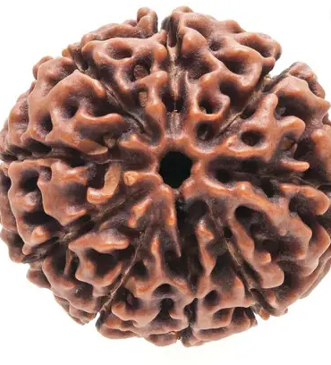 9 Face Rudraksha | Nau Mukhi Rudraksha