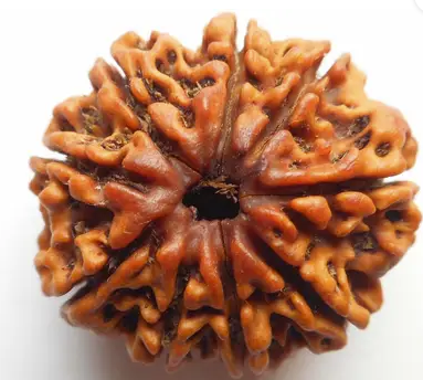 9 Face Rudraksha | Nau Mukhi Rudraksha