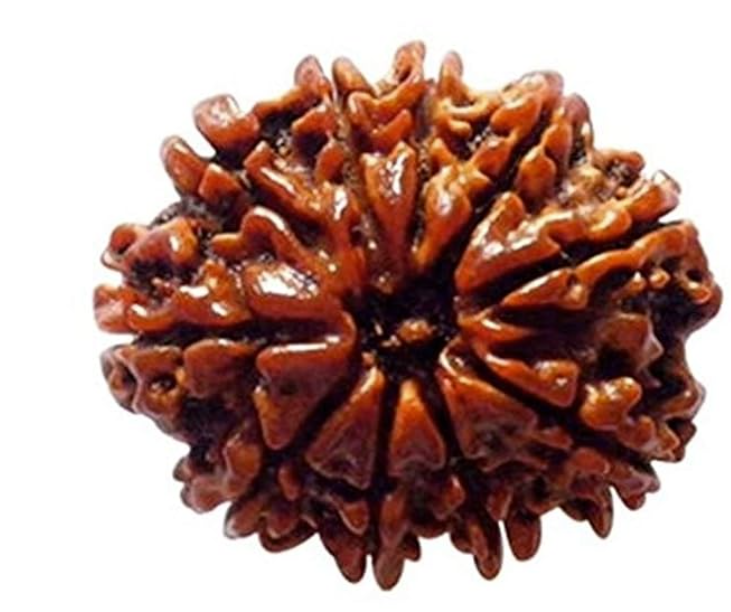 10 Face Rudraksha | Das Mukhi Rudraksha