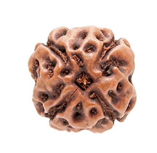 4 Face Rudraksha | Chaar Mukhi Rudraksha