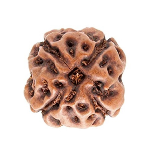 4 Face Rudraksha | Chaar Mukhi Rudraksha