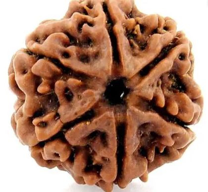6 Face Rudraksha | Chhah Mukhi Rudraksha