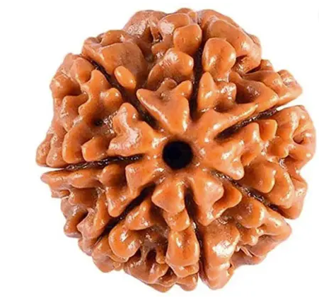 7 Face Rudraksha | Saat Mukhi Rudraksha