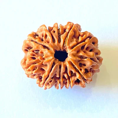 11 Face Rudraksha | Gyarah Mukhi Rudraksha