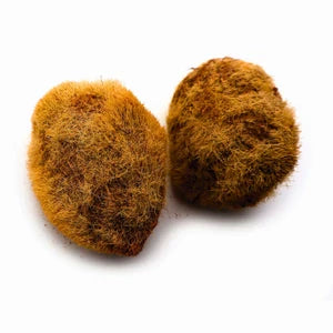 Senroar EKAKSHI Nariyal