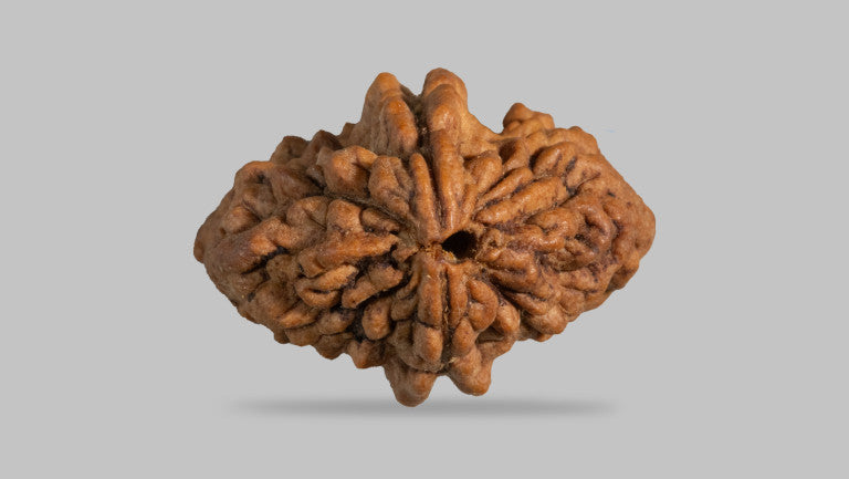 2 Face Rudraksha | Do Mukhi Rudraksha