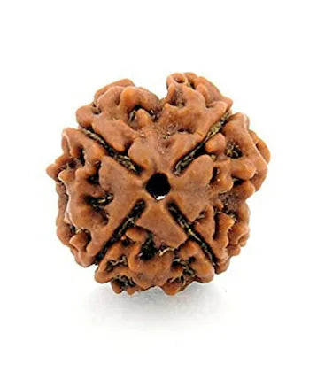 4 Face Rudraksha | Chaar Mukhi Rudraksha