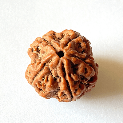 6 Face Rudraksha | Chhah Mukhi Rudraksha